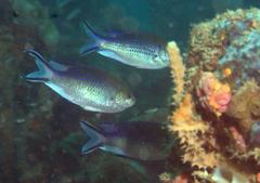 Neopomacentrus anabatoides