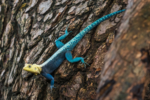 Kirk's Rock Agama