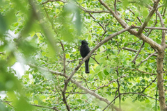 Melaniparus niger ravidus