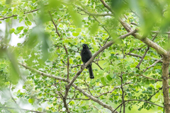 Melaniparus niger ravidus