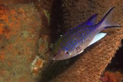 Neopomacentrus anabatoides