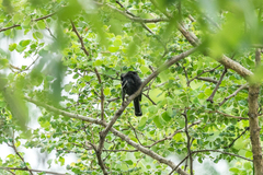 Melaniparus niger ravidus