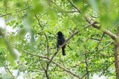 Melaniparus niger ravidus