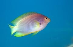 Pomacentrus amboinensis