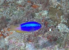 Pomacentrus micronesicus