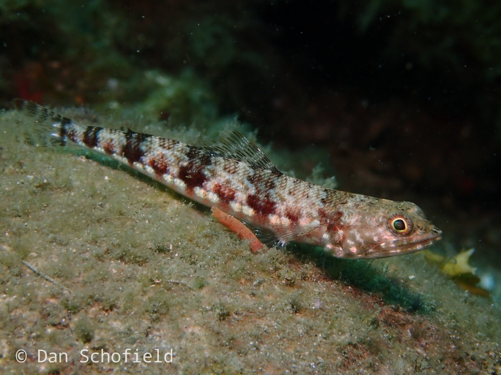 Variegated Lizardfish