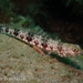 Chile de Arrecife - Photo (c) Dan Schofield, algunos derechos reservados (CC BY), subido por Dan Schofield