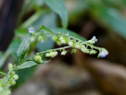 Cynoglossum asperrimum (Cynoglossum asperrimum)