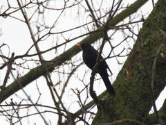 Turdus merula
