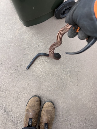 Red-bellied Black Snake sighting