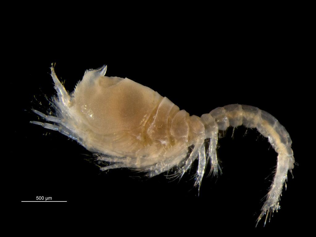 Hooded Shrimp