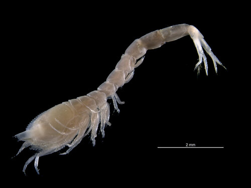 Leucon nasica
