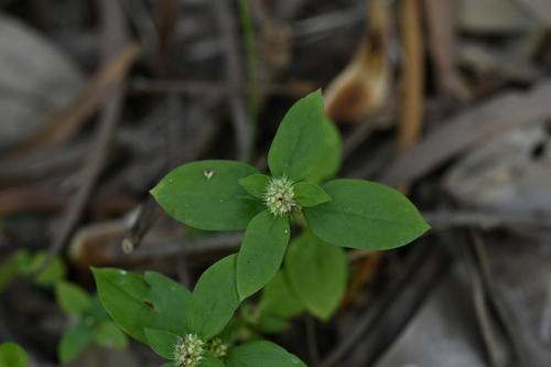 Pacific False Buttonweed (Spermacoce exilis)