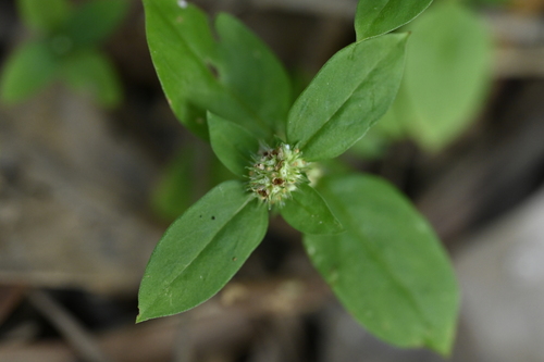 Spermacoce exilis, photograph 3