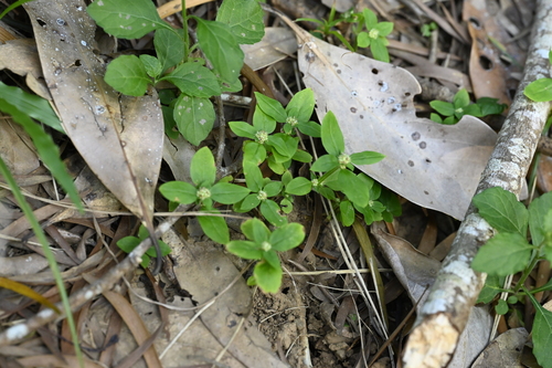 Spermacoce exilis, photograph 4