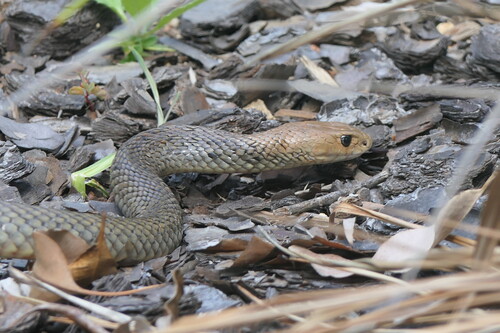 Eastern Brown Snake sighting