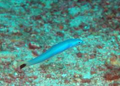 Ptereleotris heteroptera