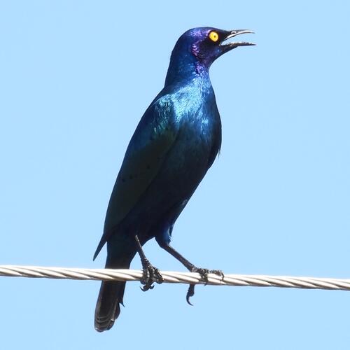 Black-bellied Starling (Notopholia corusca), photo 5
