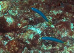 Ptereleotris heteroptera