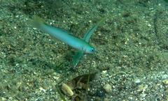 Ptereleotris microlepis