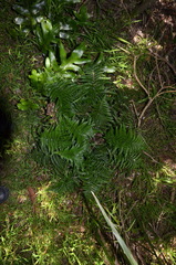 Asplenium appendiculatum maritimum