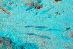 Ptereleotris helenae