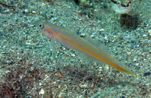 Seminole-grondel (Microgobius carri) — Gobiidae