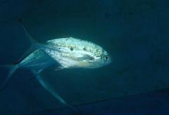 Trachinotus baillonii