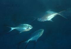 Trachinotus baillonii