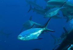 Trachinotus baillonii