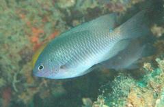 Pomacentrus geminospilus