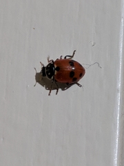 Hippodamia variegata