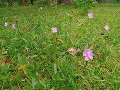 Osbeckia chinensis