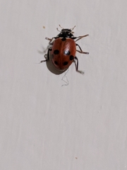 Hippodamia variegata