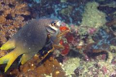 Neoglyphidodon nigroris