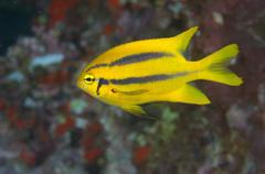 Neoglyphidodon nigroris