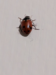 Hippodamia variegata