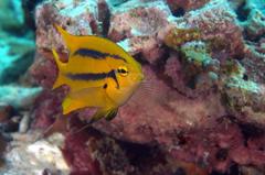 Neoglyphidodon nigroris