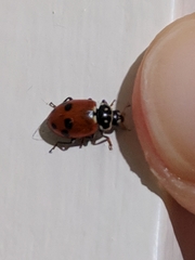Hippodamia variegata