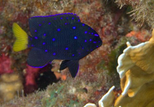 Yellowtail Damselfish