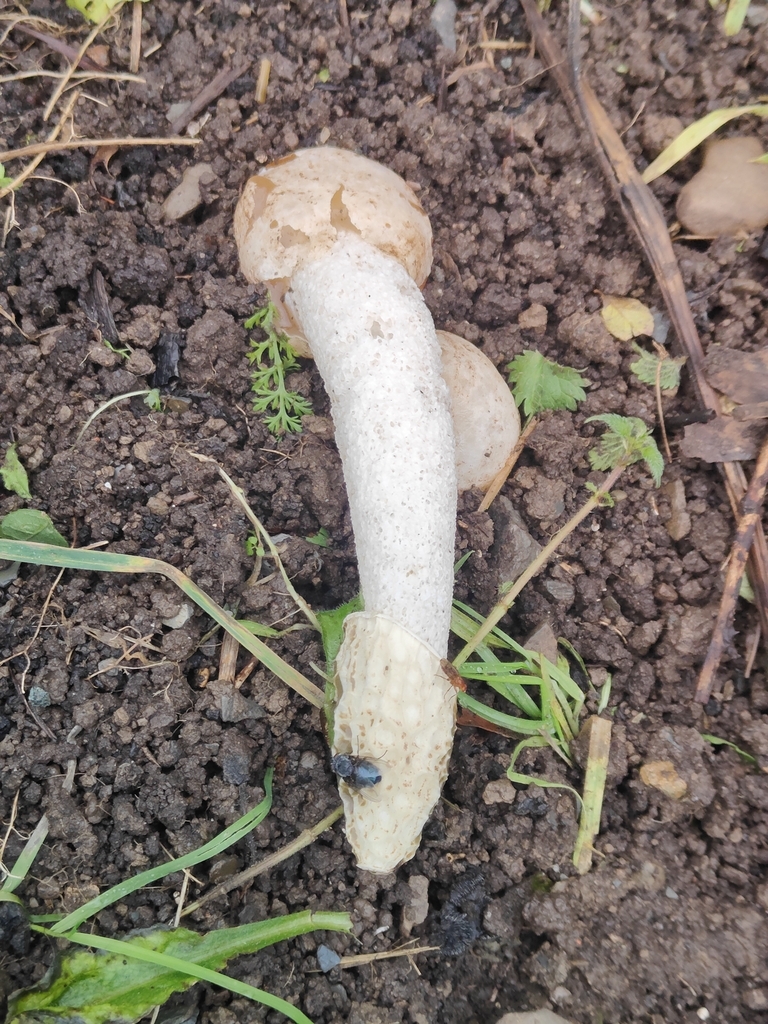 Phallus impudicus · November 2025 · photo: © tomhughes97 (iNaturalist, cc-by)