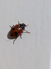 Hippodamia variegata
