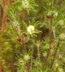 Phyllota pleurandroides