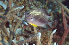 Amblyglyphidodon leucogaster