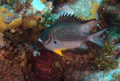 Amblyglyphidodon leucogaster