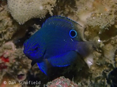 Pomacentrus burroughi