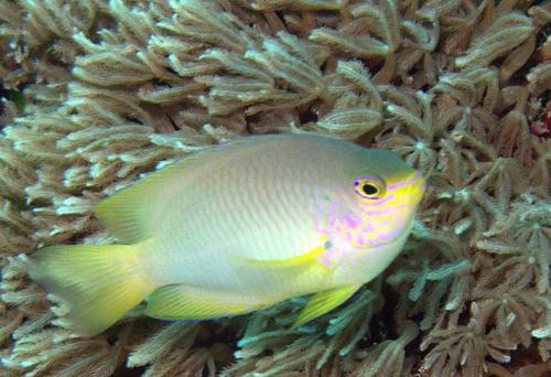 Ambon Damsel — seen at this dive site