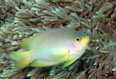 Pomacentrus amboinensis