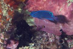 Pomacentrus tripunctatus