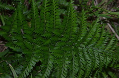 Asplenium appendiculatum maritimum